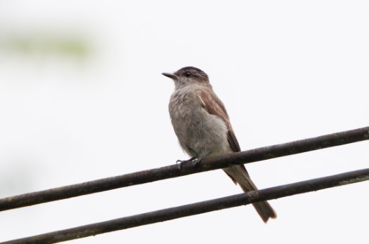 Crowned Slaty Flycatcher near Laguna Paikawe